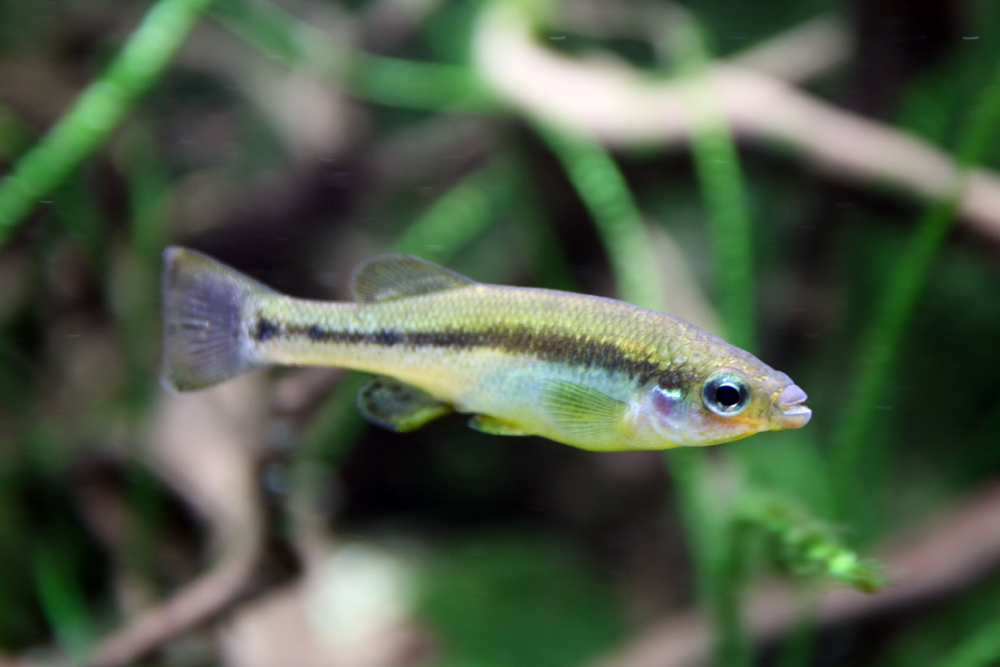 Xantus' Splitfin
