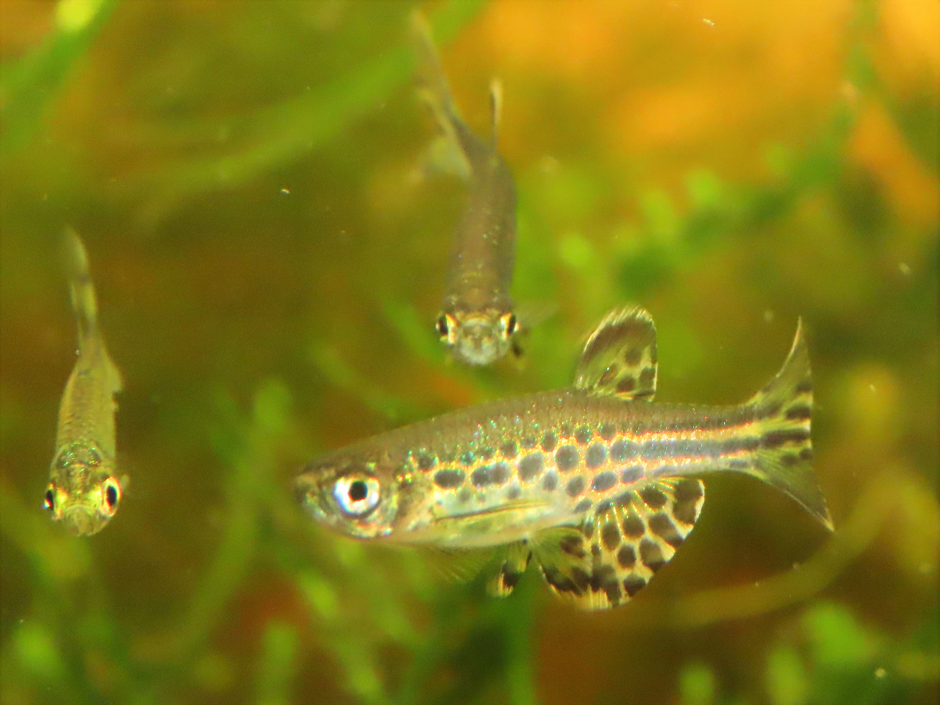 Tinwini Danio