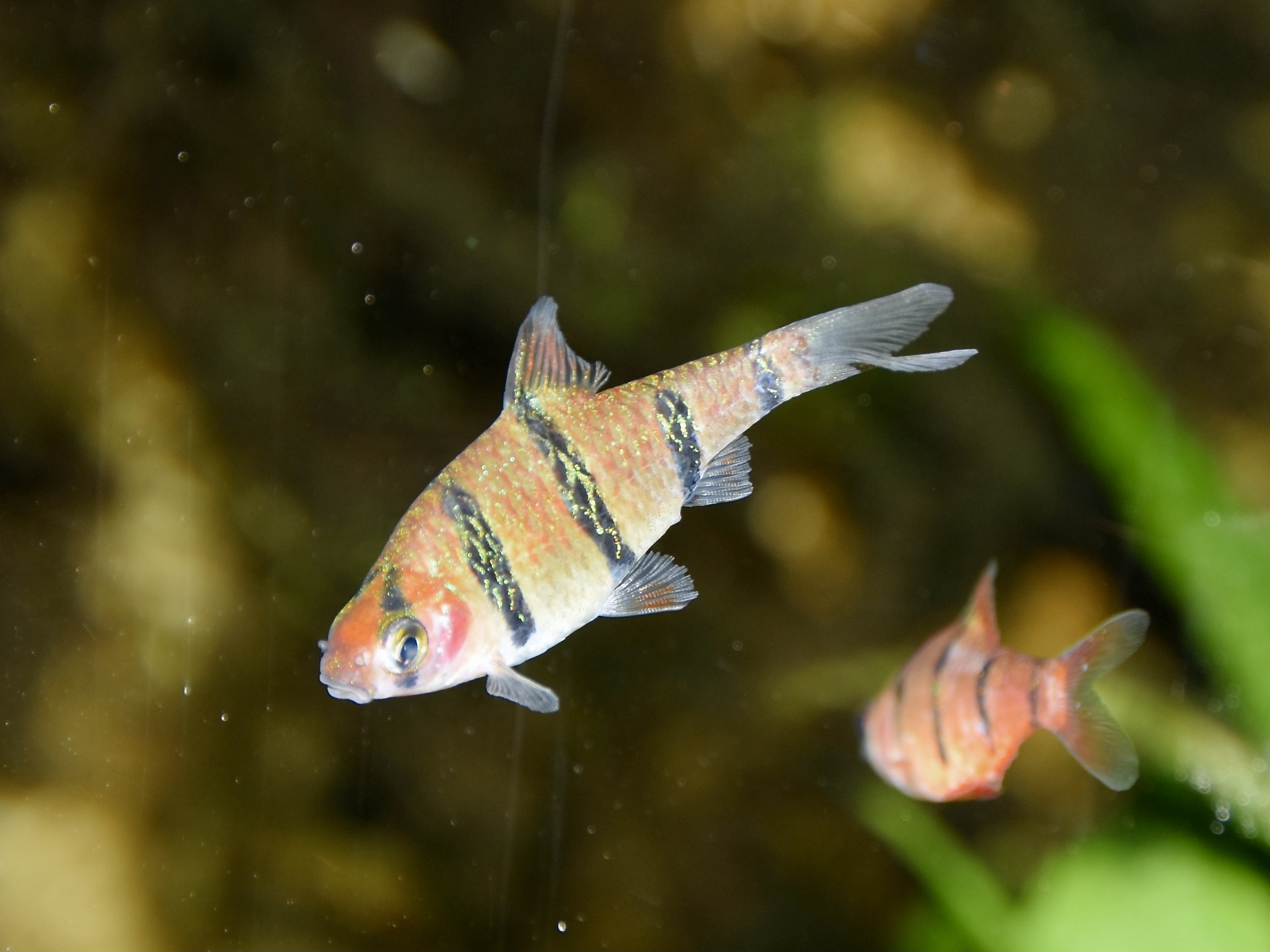 Five-banded Barb