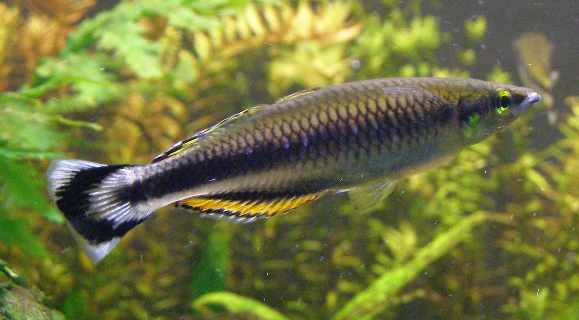 Madagascar Rainbowfish (Bedotia)