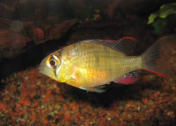 Bolivian Butterfly Cichlid