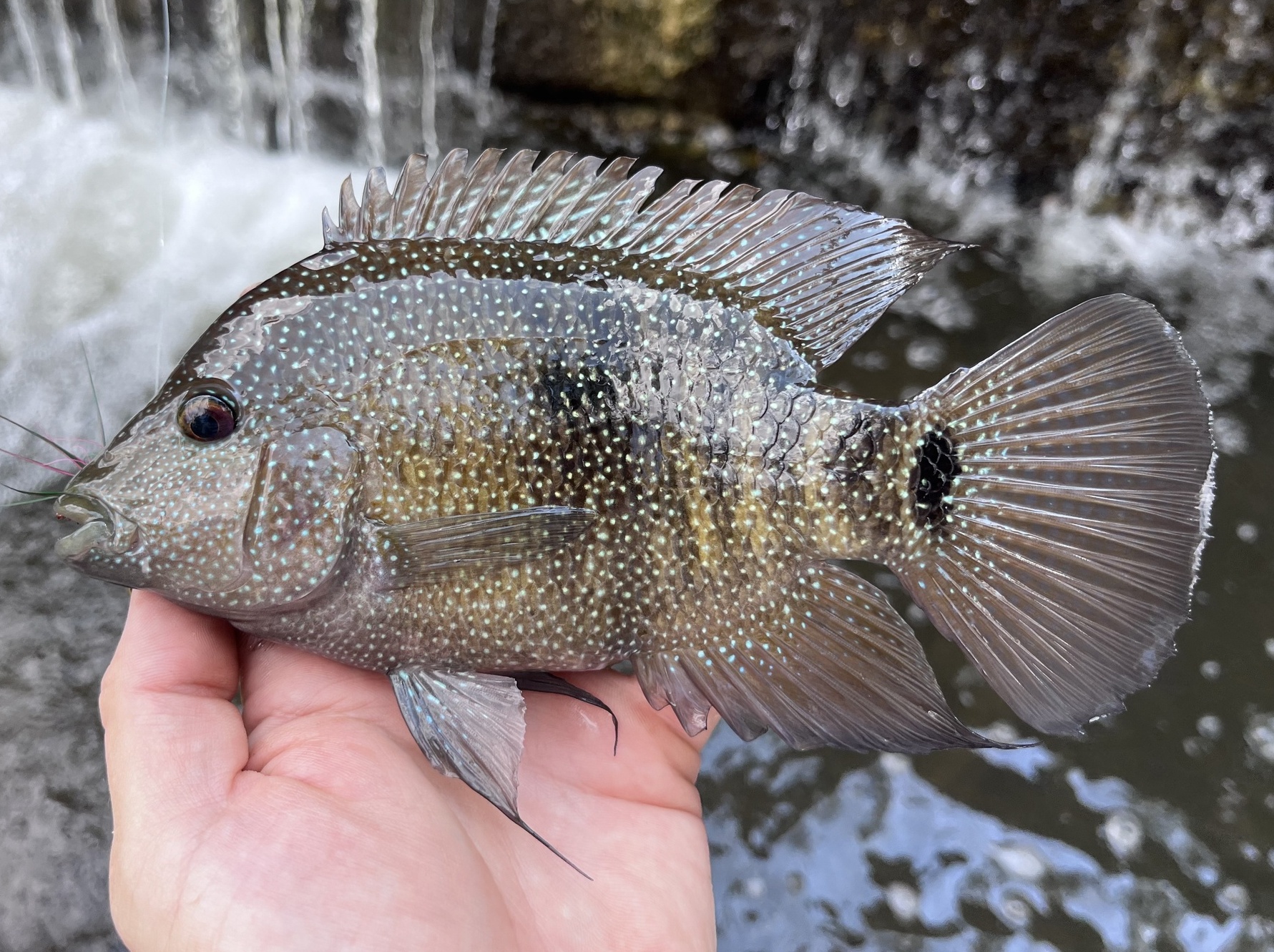 Texas Cichlid