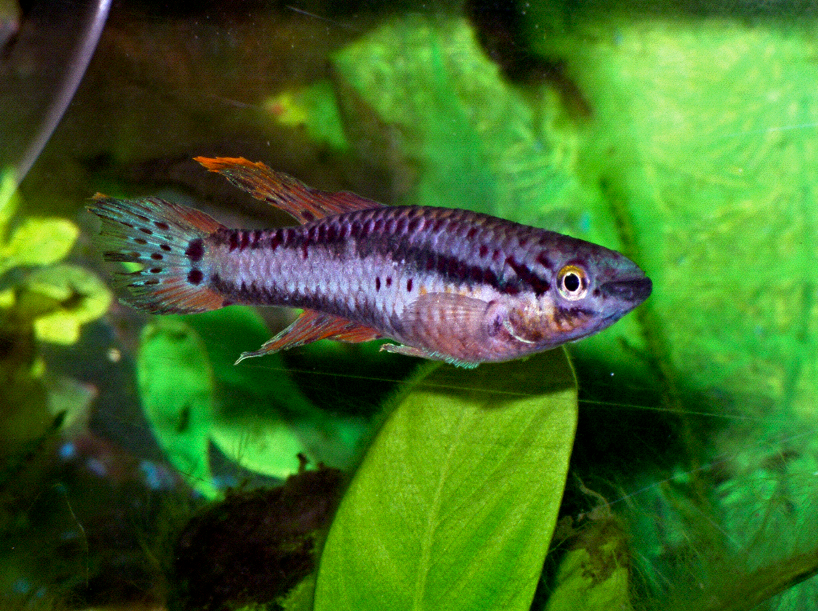 Two-stripe Lyretail