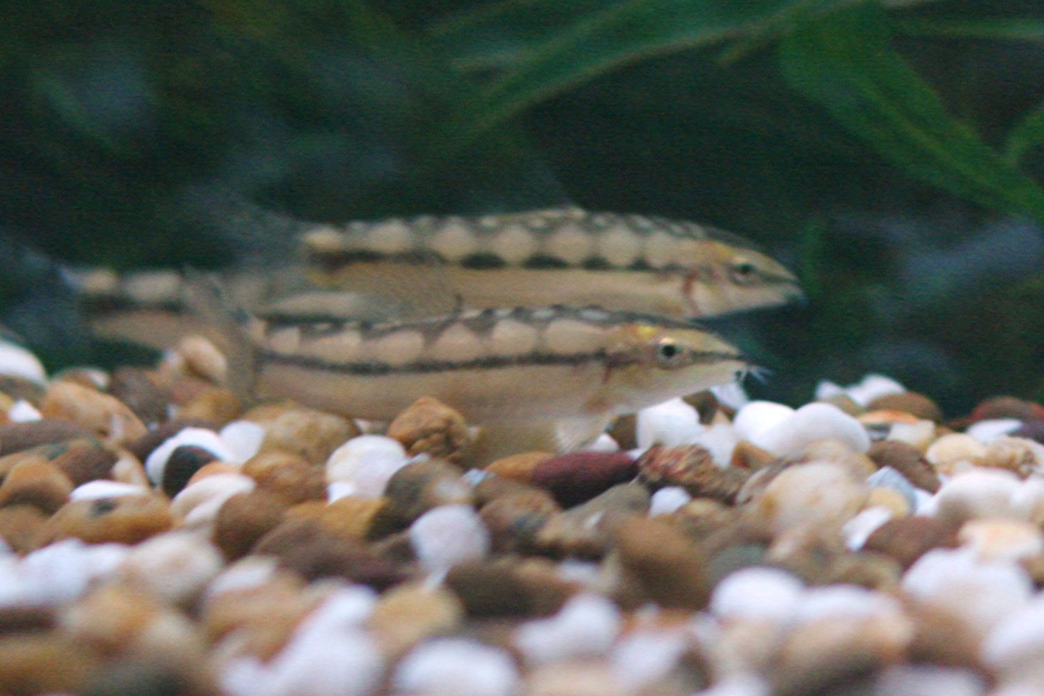 Dwarf Chain Loach