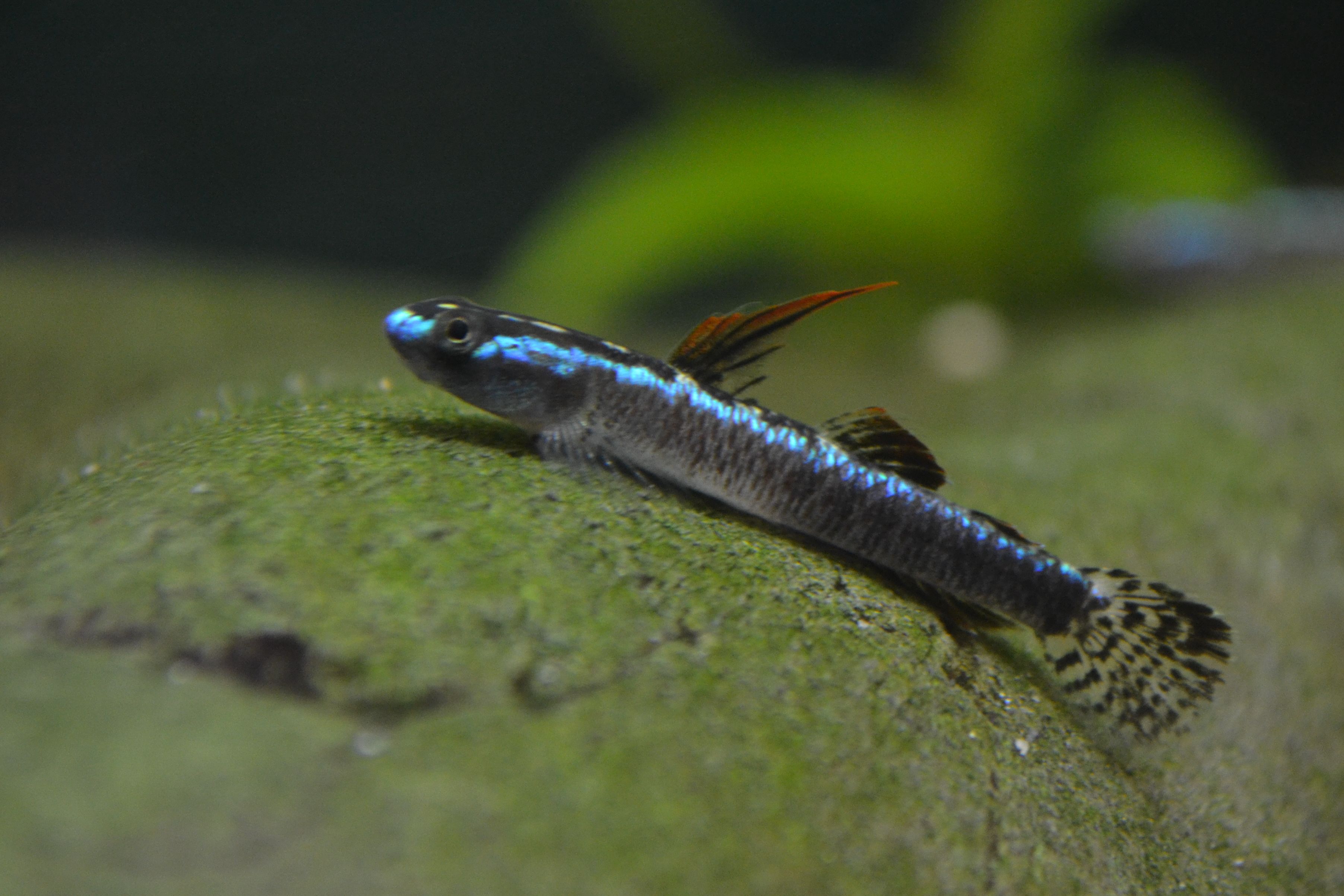 Stiphodon Gobies