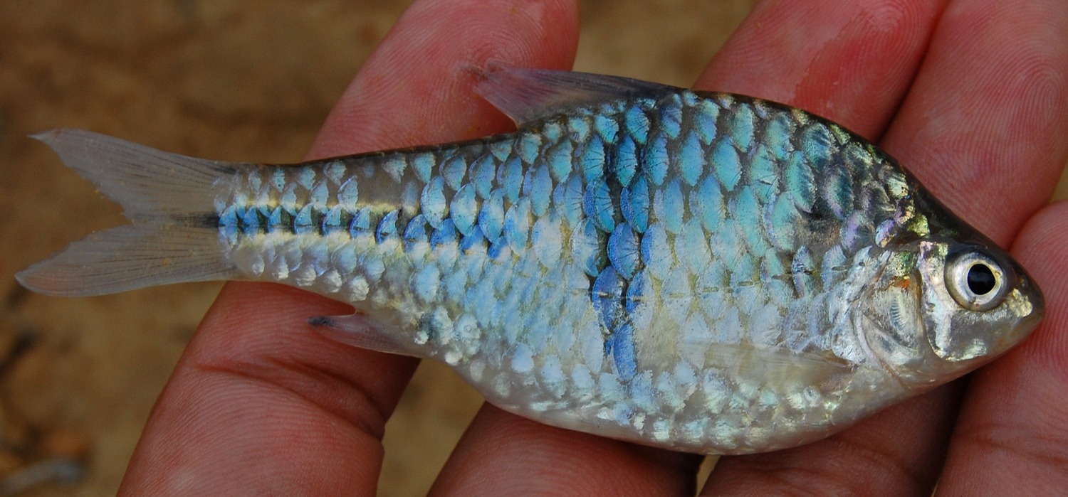 Spanner Barb