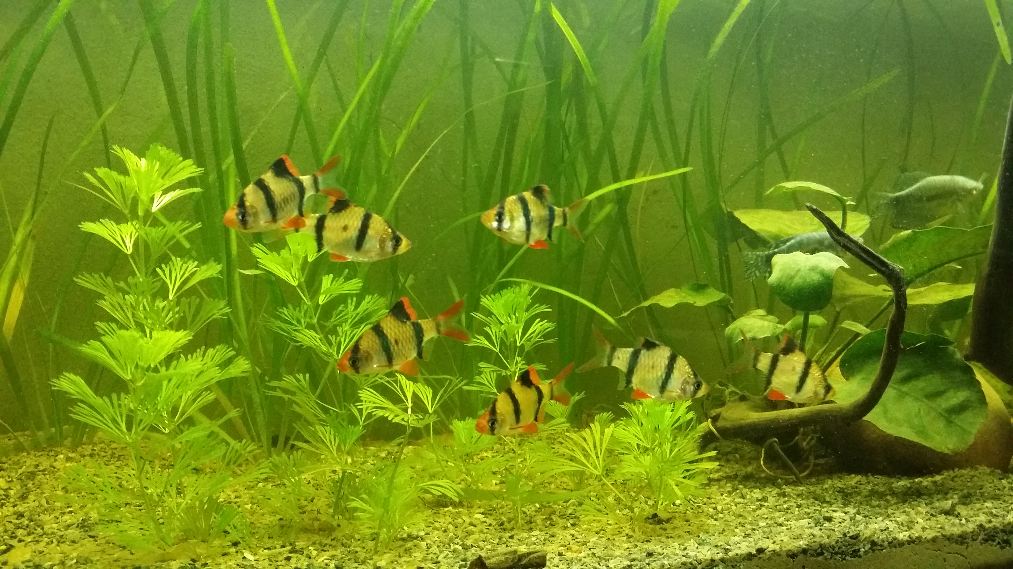 Mutant Barb
