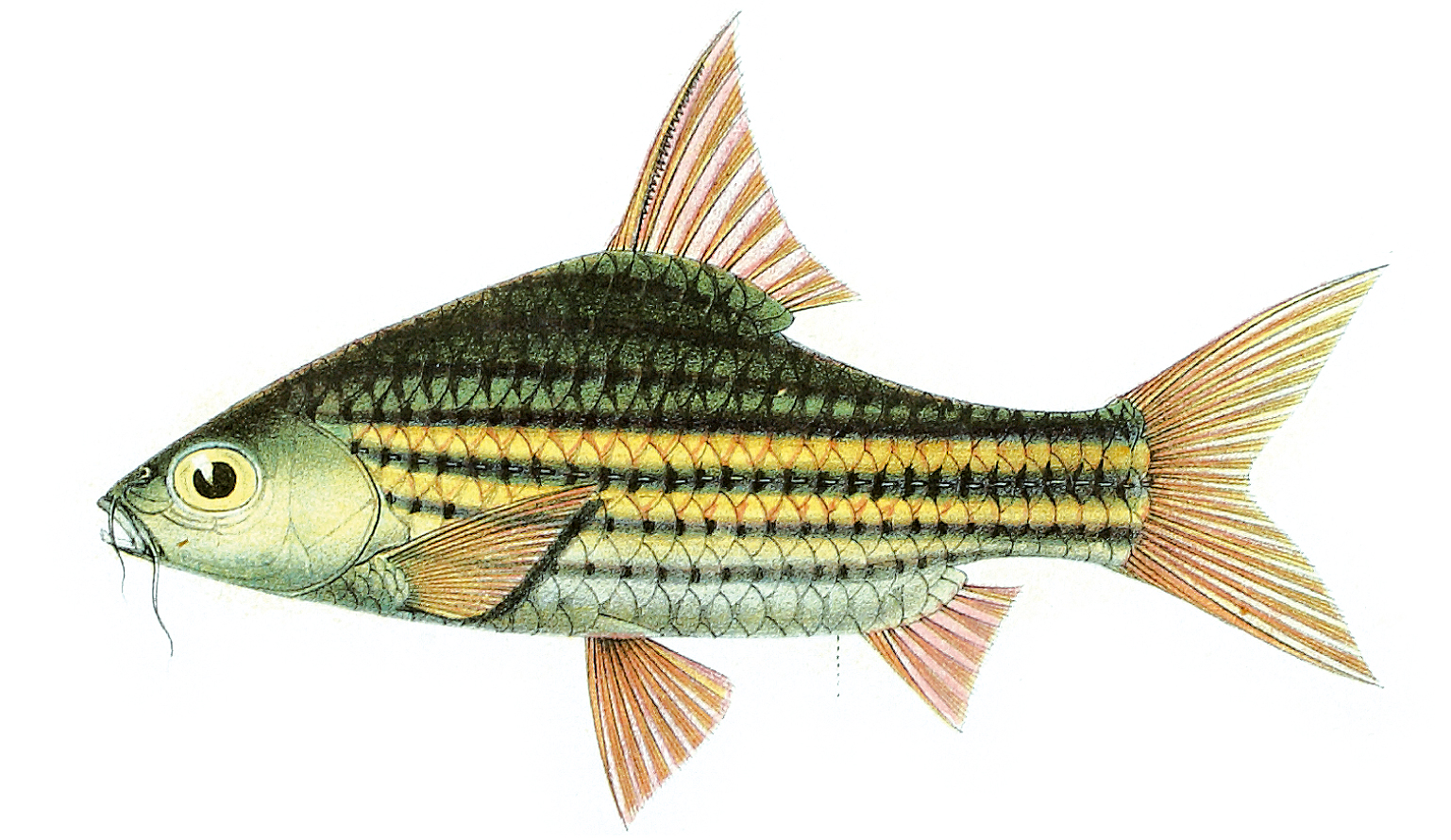 Four-line Barb