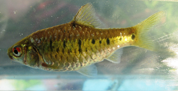 Schubert's Barb