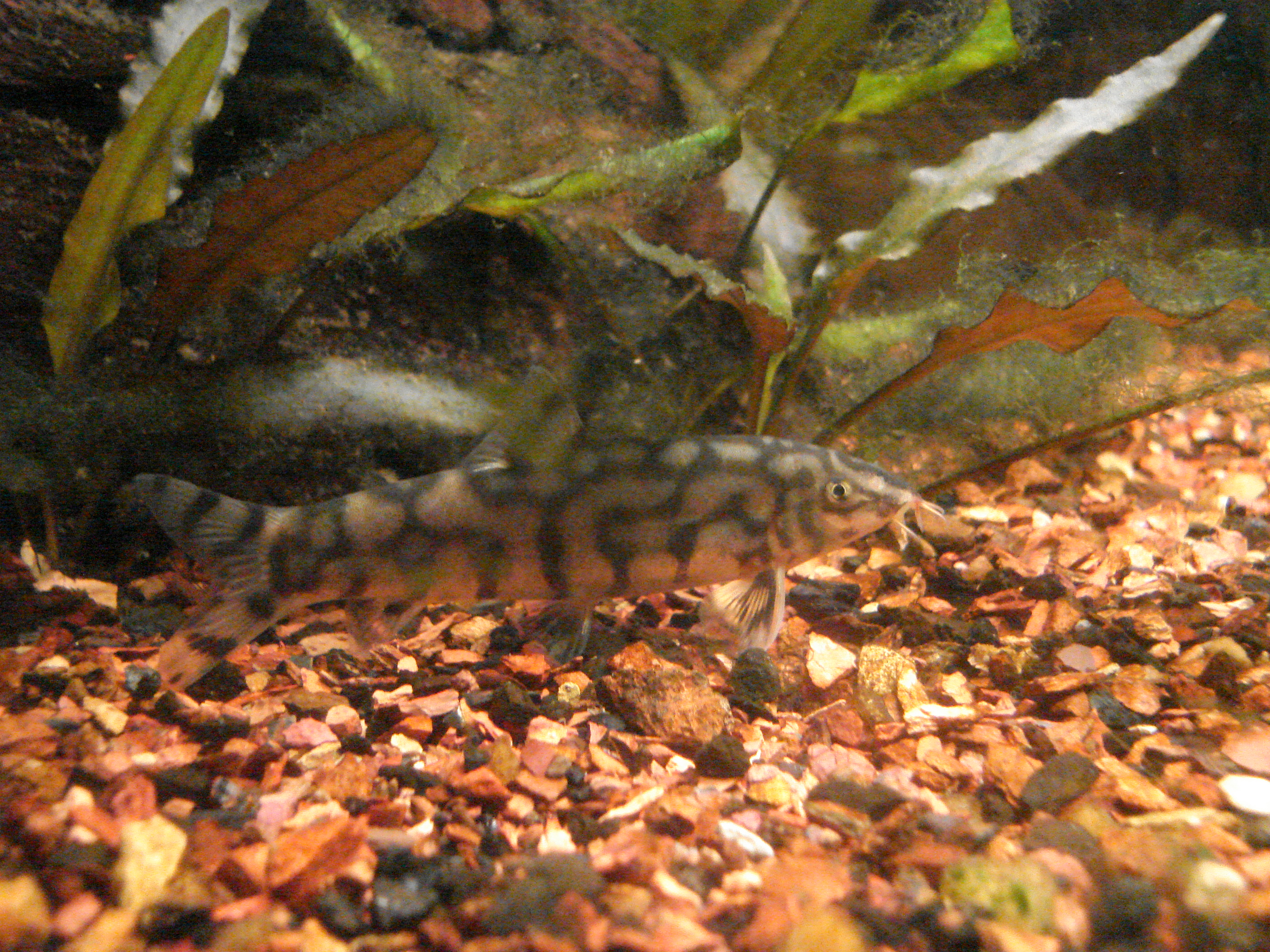 Botia Loaches (genus overview)