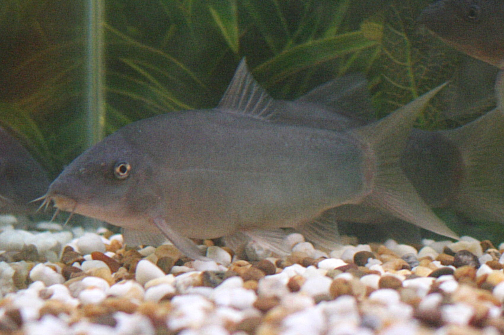 Orange-finned Loach (Botia Modesta)
