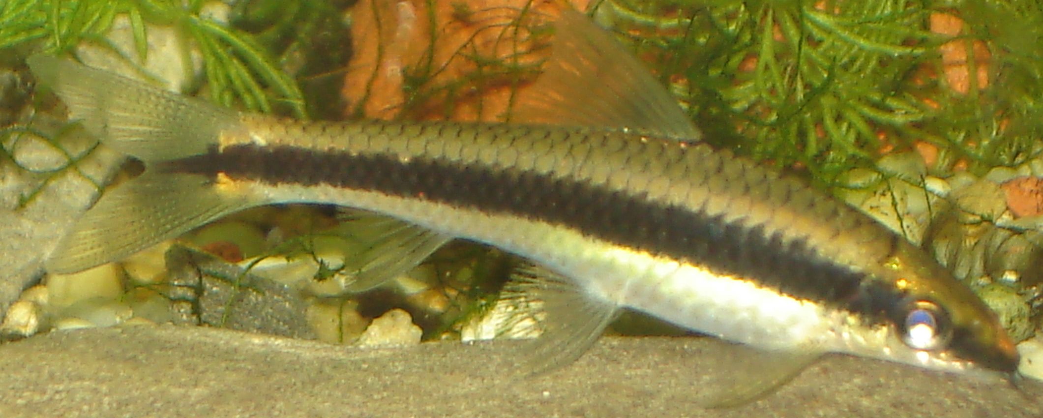 Siamese Algae Eater