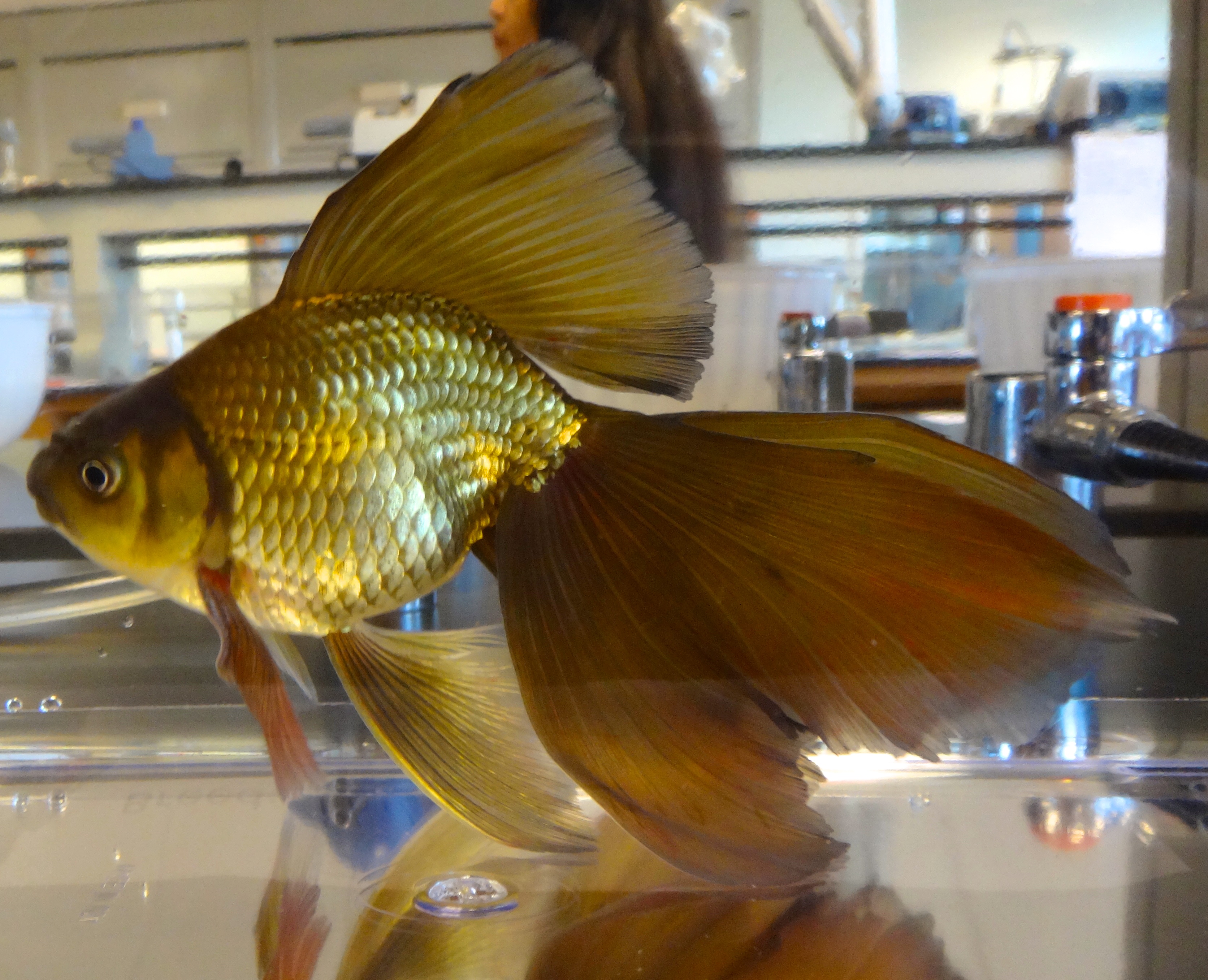 Veiltail Goldfish
