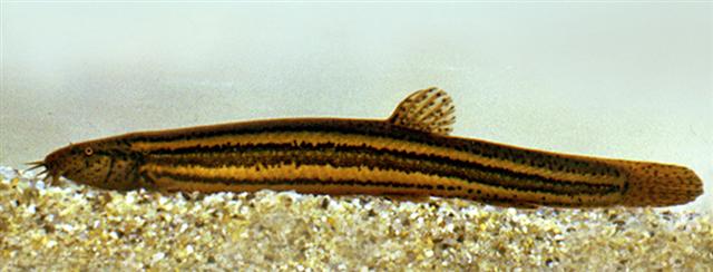 Weather Loach