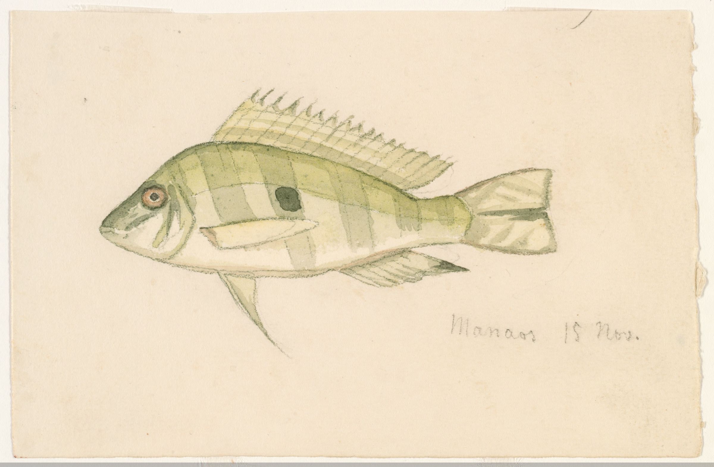 Geophagus altifrons