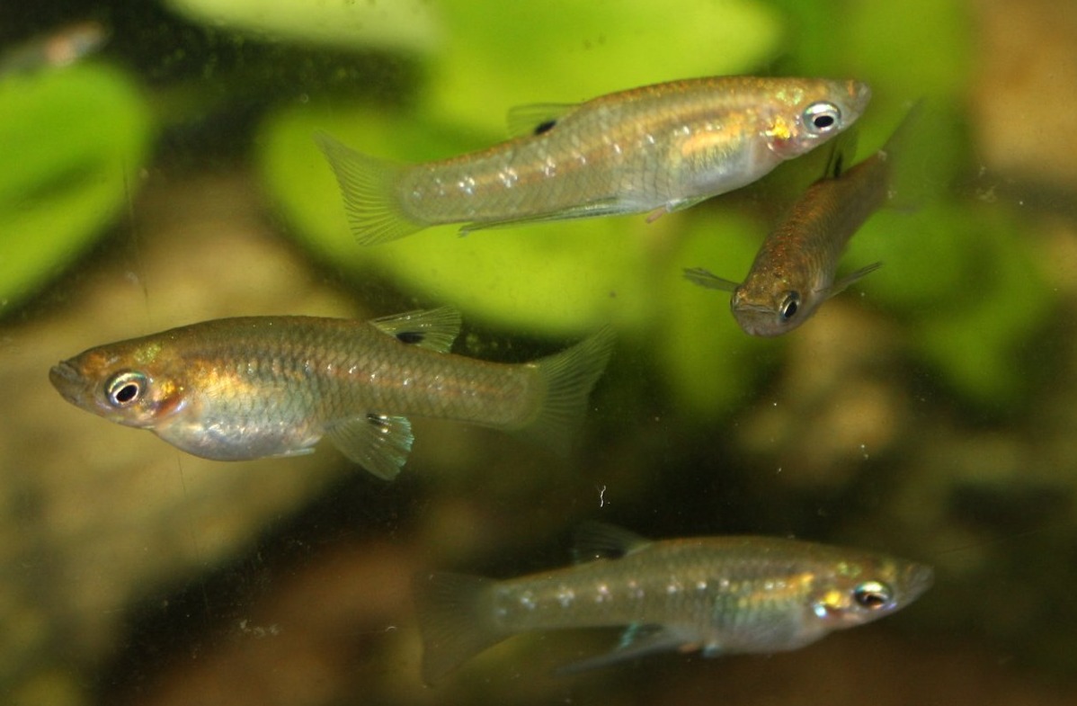 Cuban Livebearer