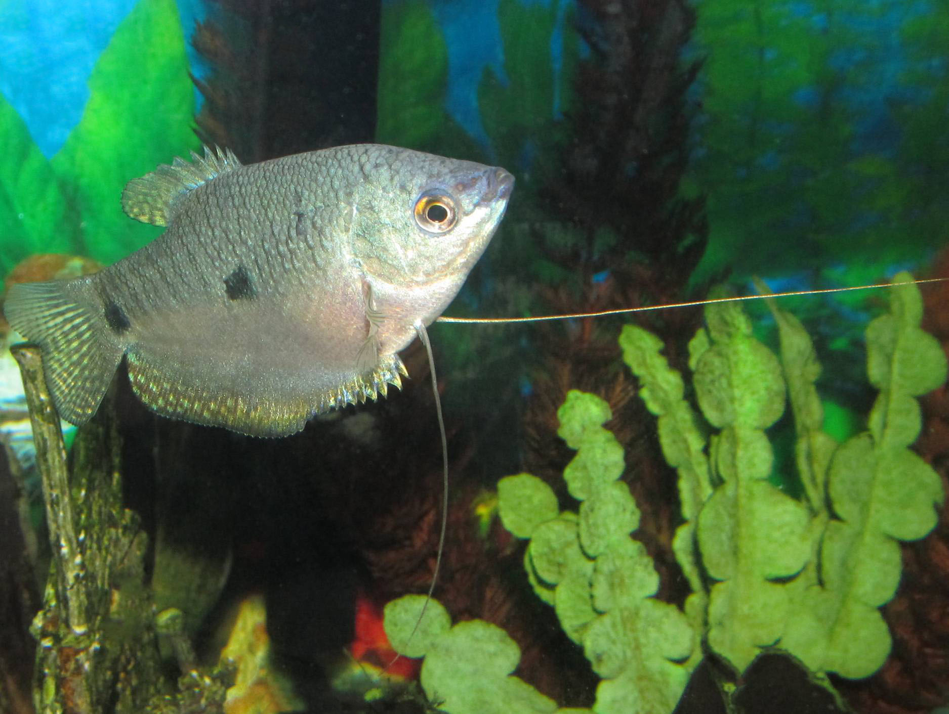 Marble Gourami