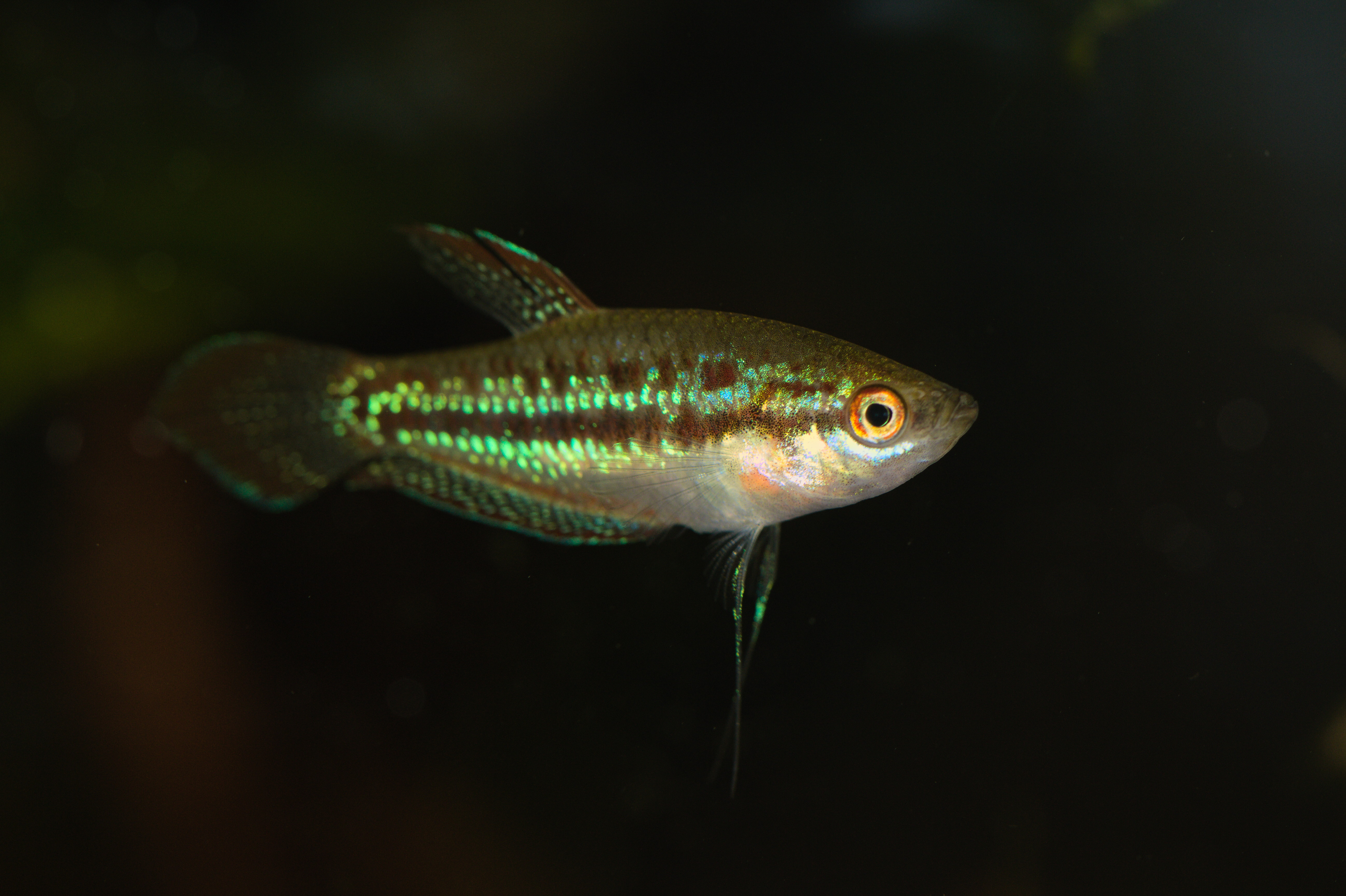 Pygmy Croaking Gourami