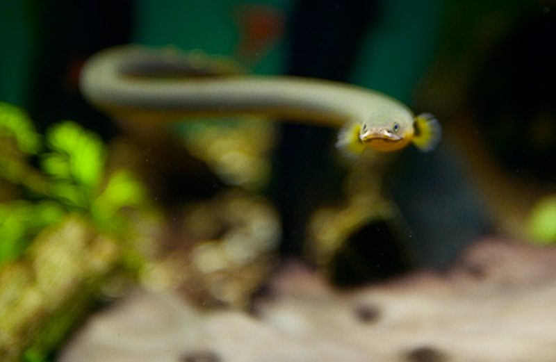 Reedfish