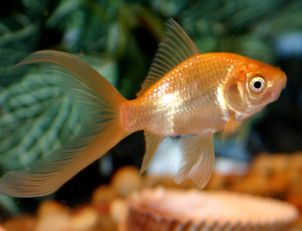 Comet Goldfish