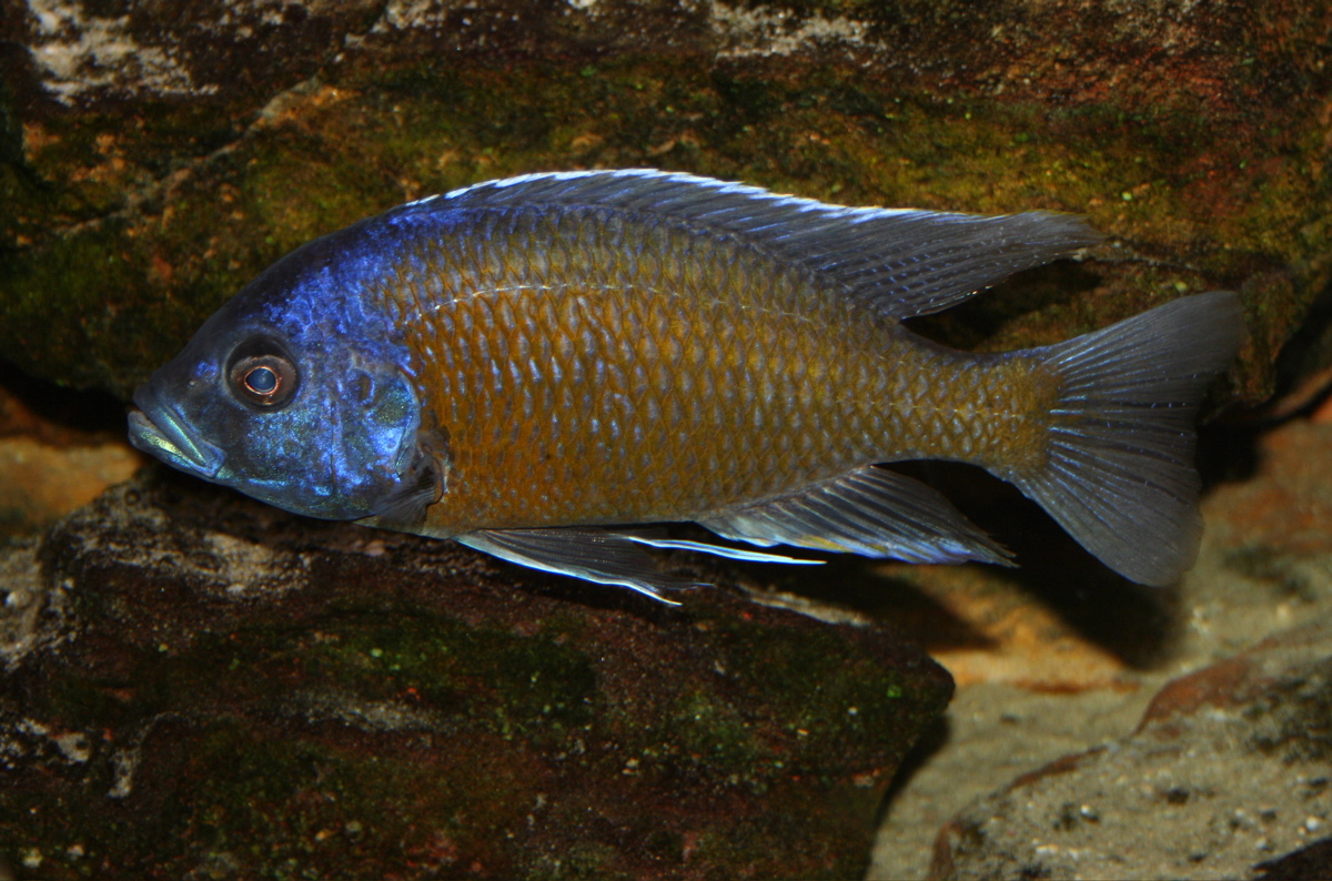 Kadango Red Fin