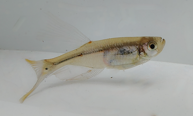 Swordtail Characin