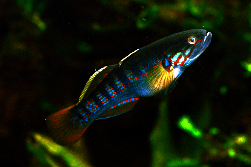 Purple-spotted Gudgeon