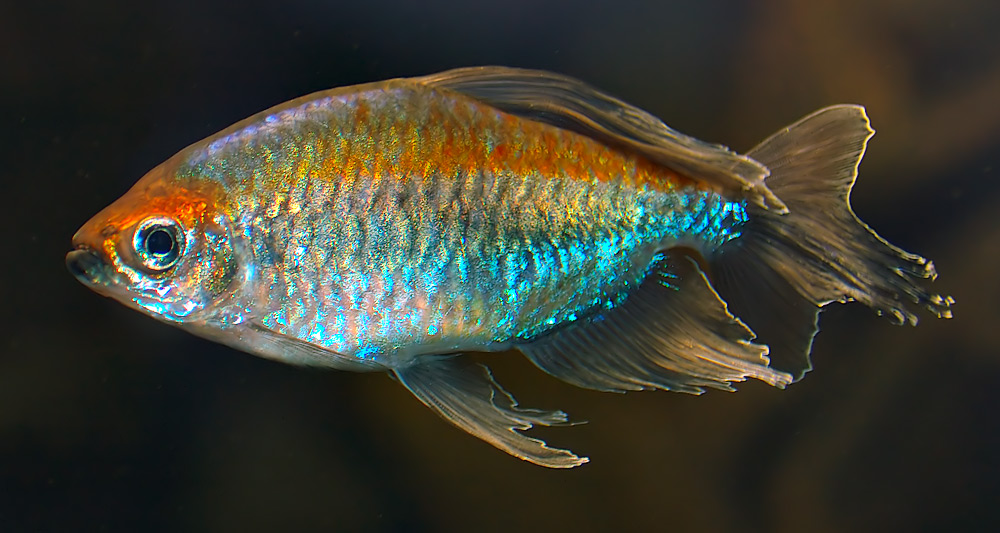 Brilliant Congo Tetra
