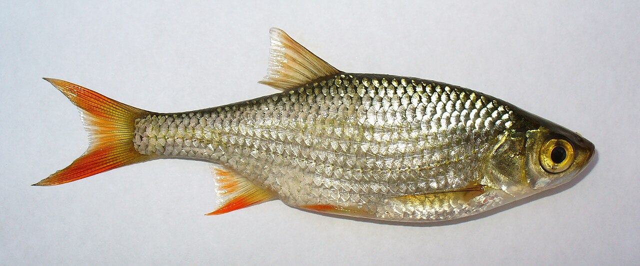 Common Rudd