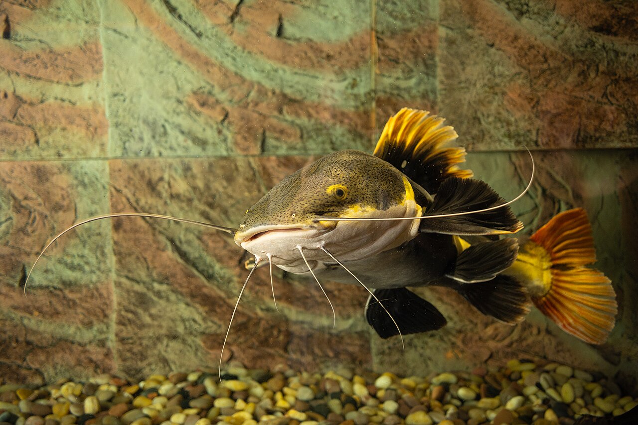 Redtail Catfish