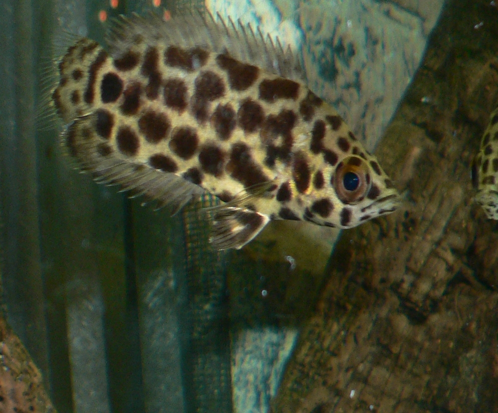 Leopard Bush Fish