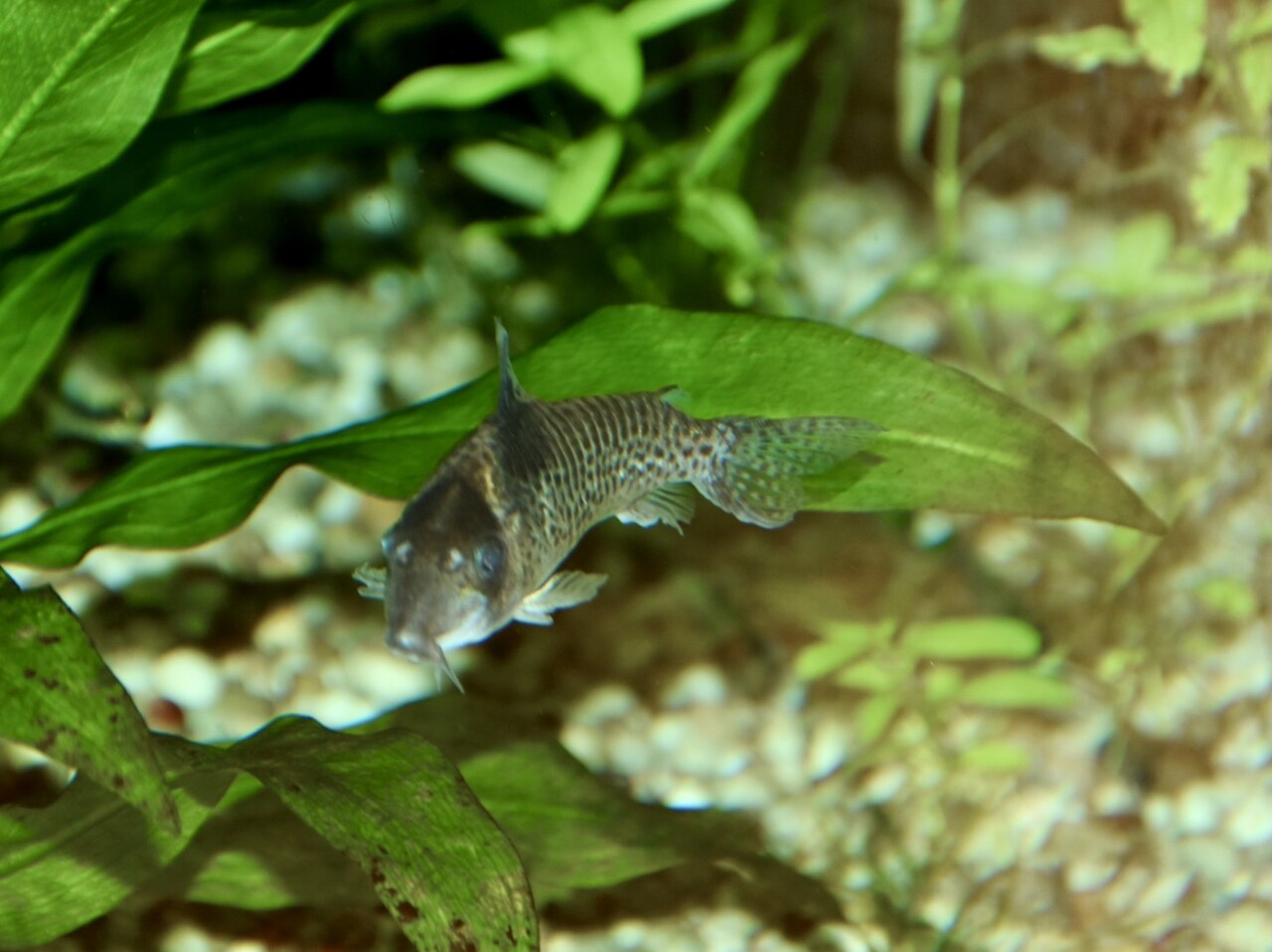 Agassiz's Cory