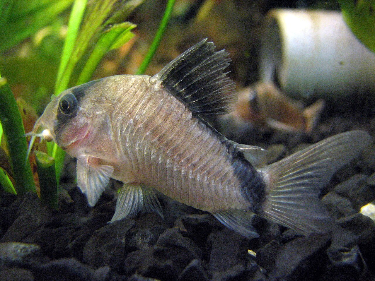 Bandit Cory