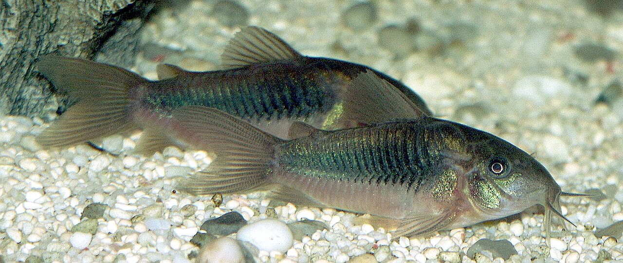 Schultze's Cory