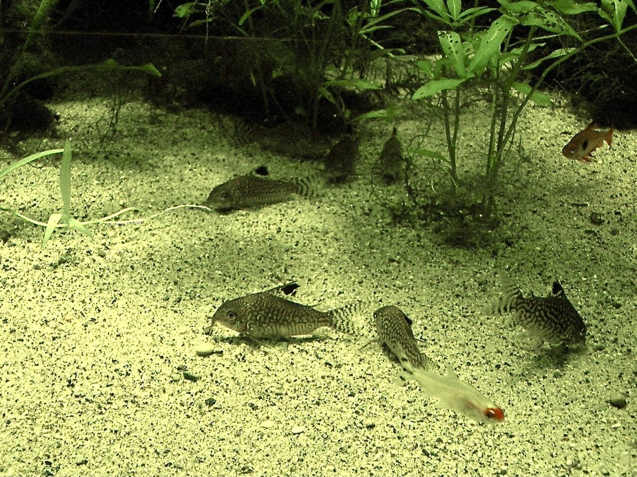 Reticulated Cory