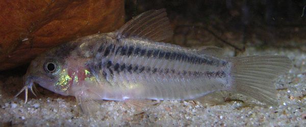 Dwarf Cory