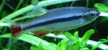 Vietnamese Cardinal Minnow