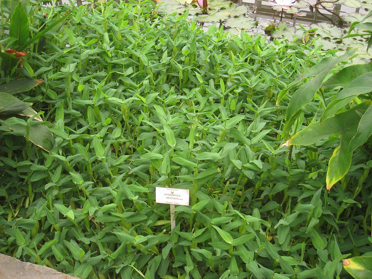 Asian Watergrass