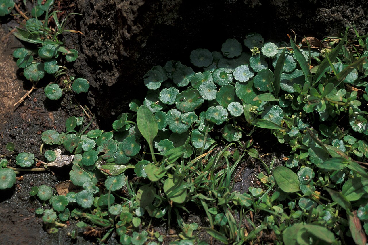 Whorled Pennywort