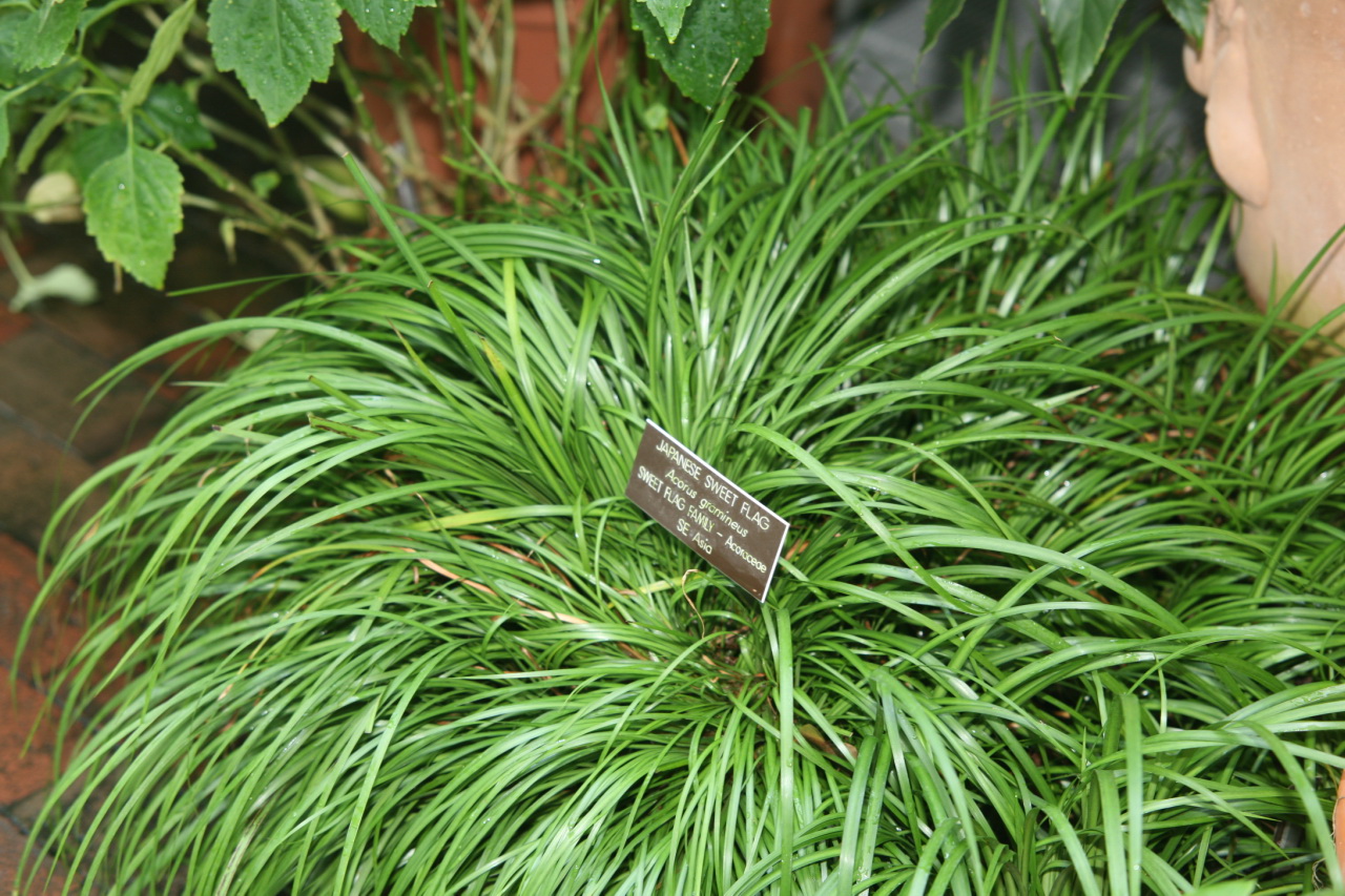 Dwarf Sweet Flag