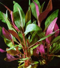 Alternanthera