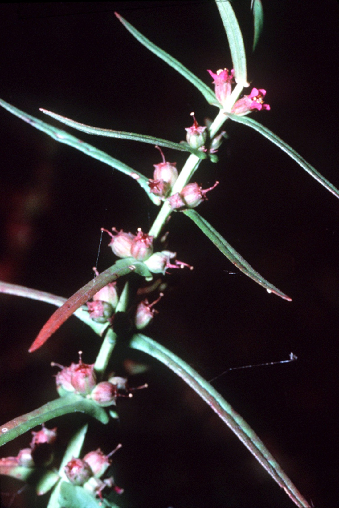 Ammannia 'Bonsai'