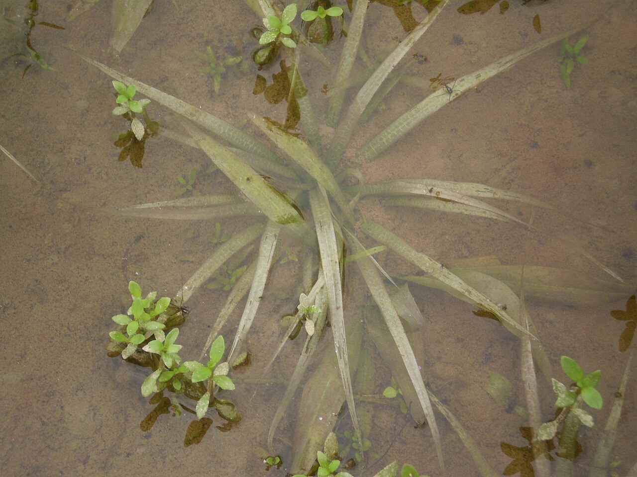 Blyxa novoguineensis