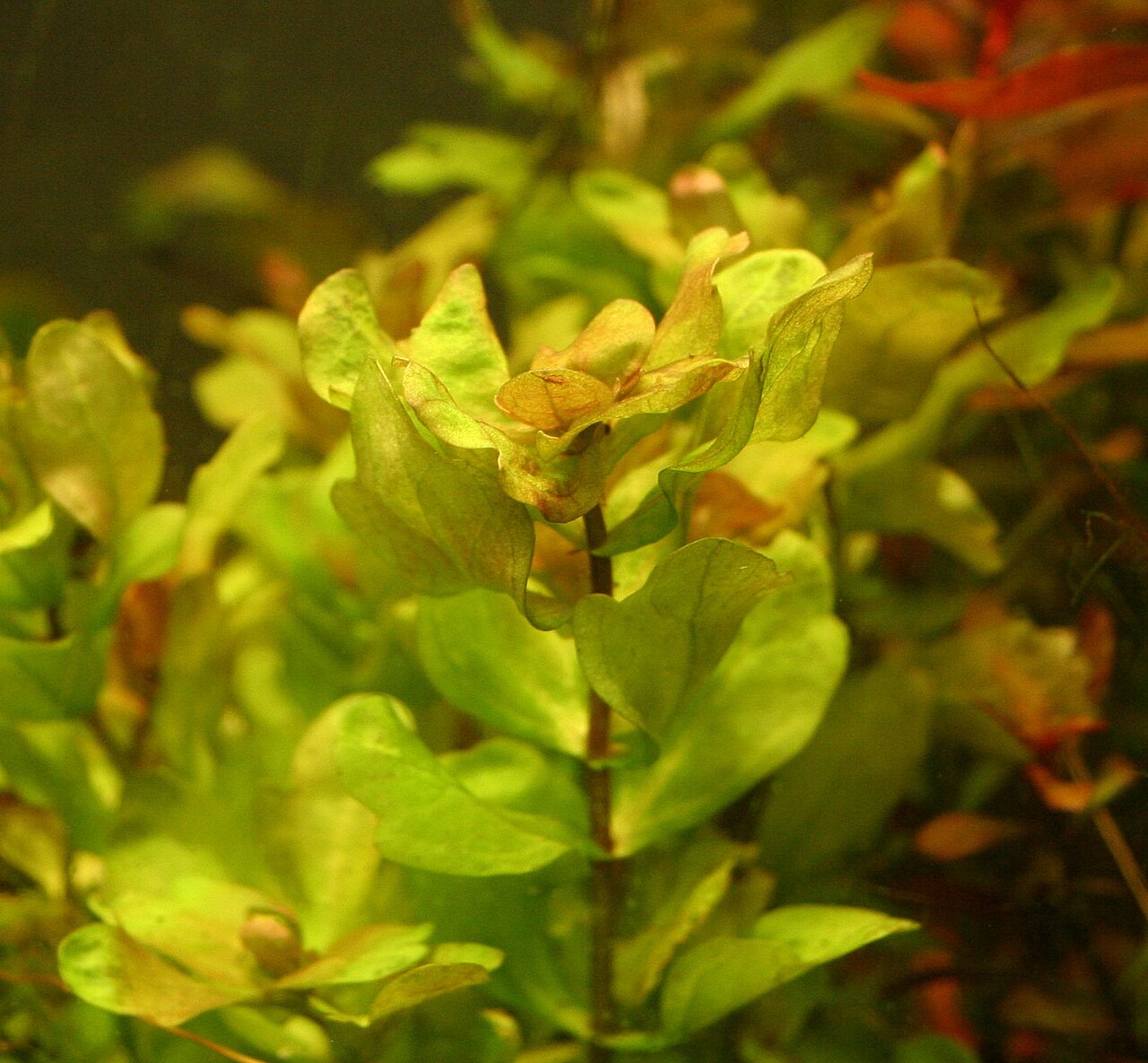 Mexican Oak Leaf