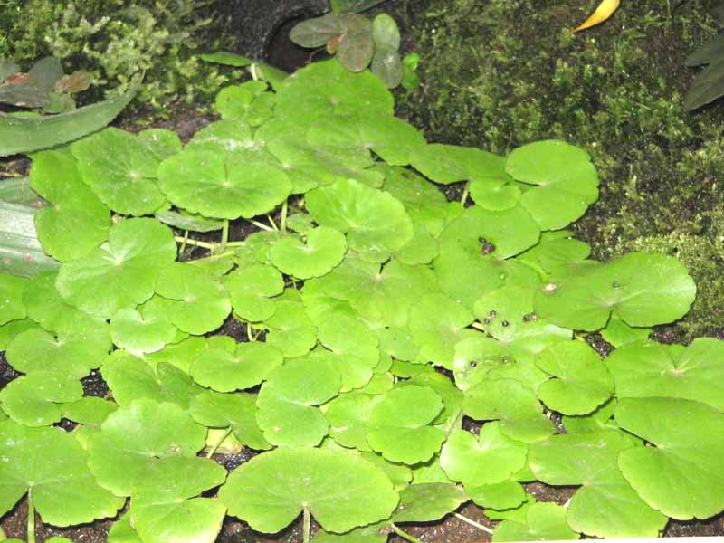 Japanese Cress
