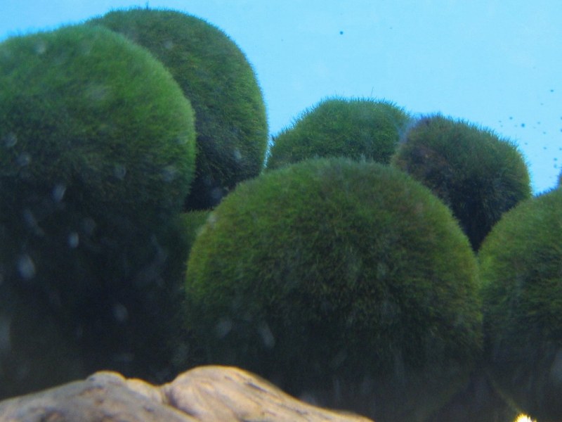 Marimo Moss Ball