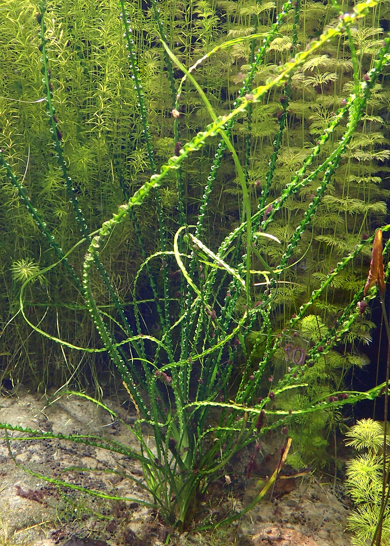 Onion Plant