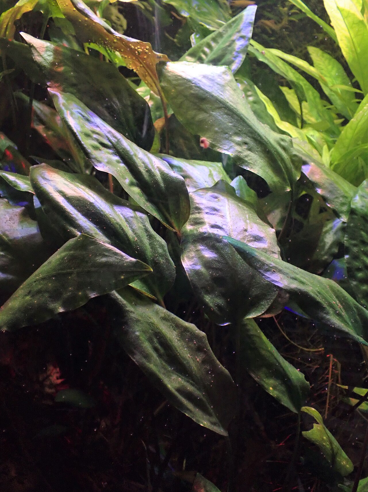 Cryptocoryne blassii