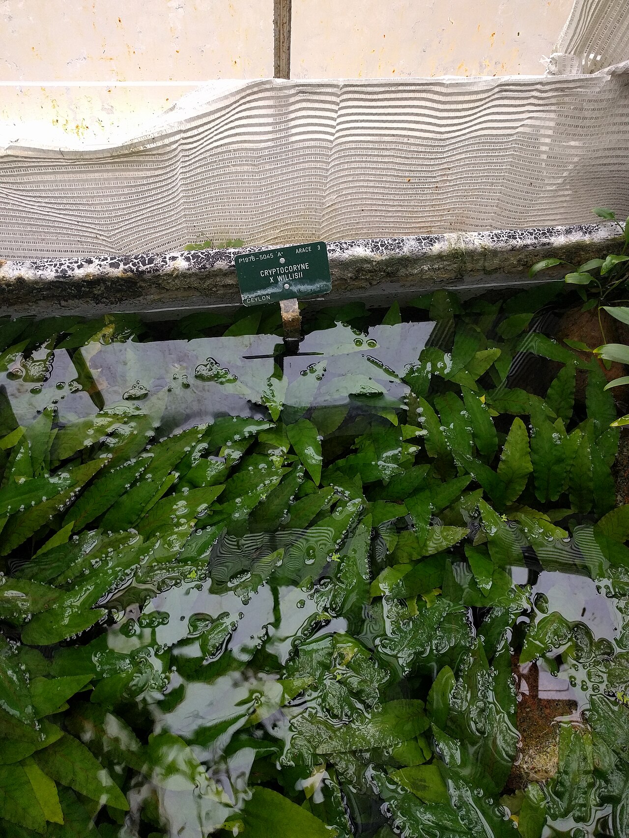 Cryptocoryne nevillii