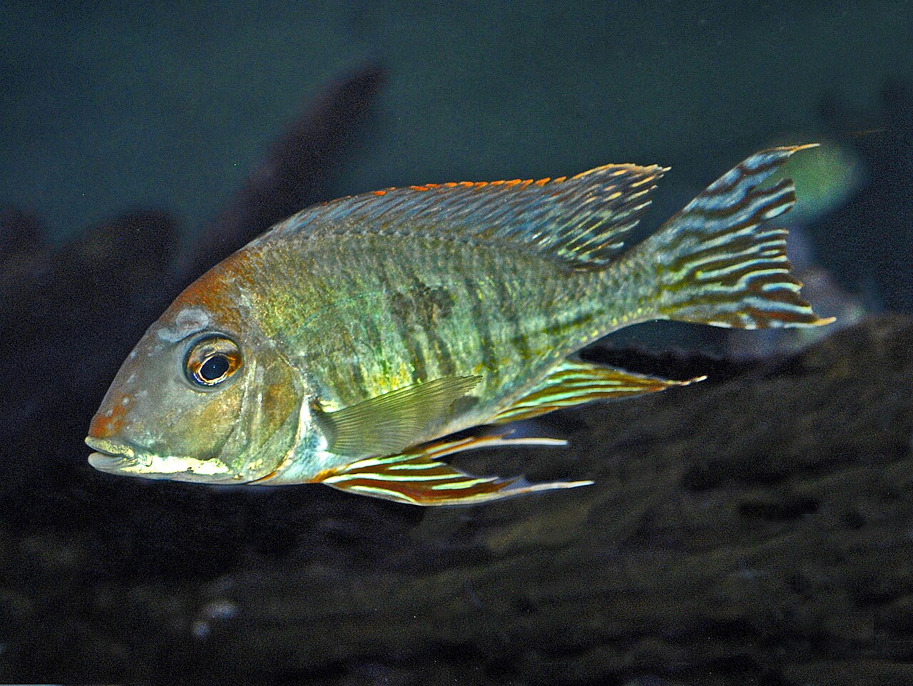 Red Head Tapajos Geophagus